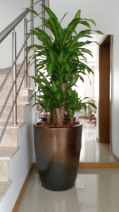 Vasos Vitrificados / Vietnamitas